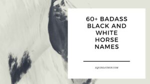 Badass Black and White Horse Names