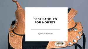 Best Saddles for Horses 