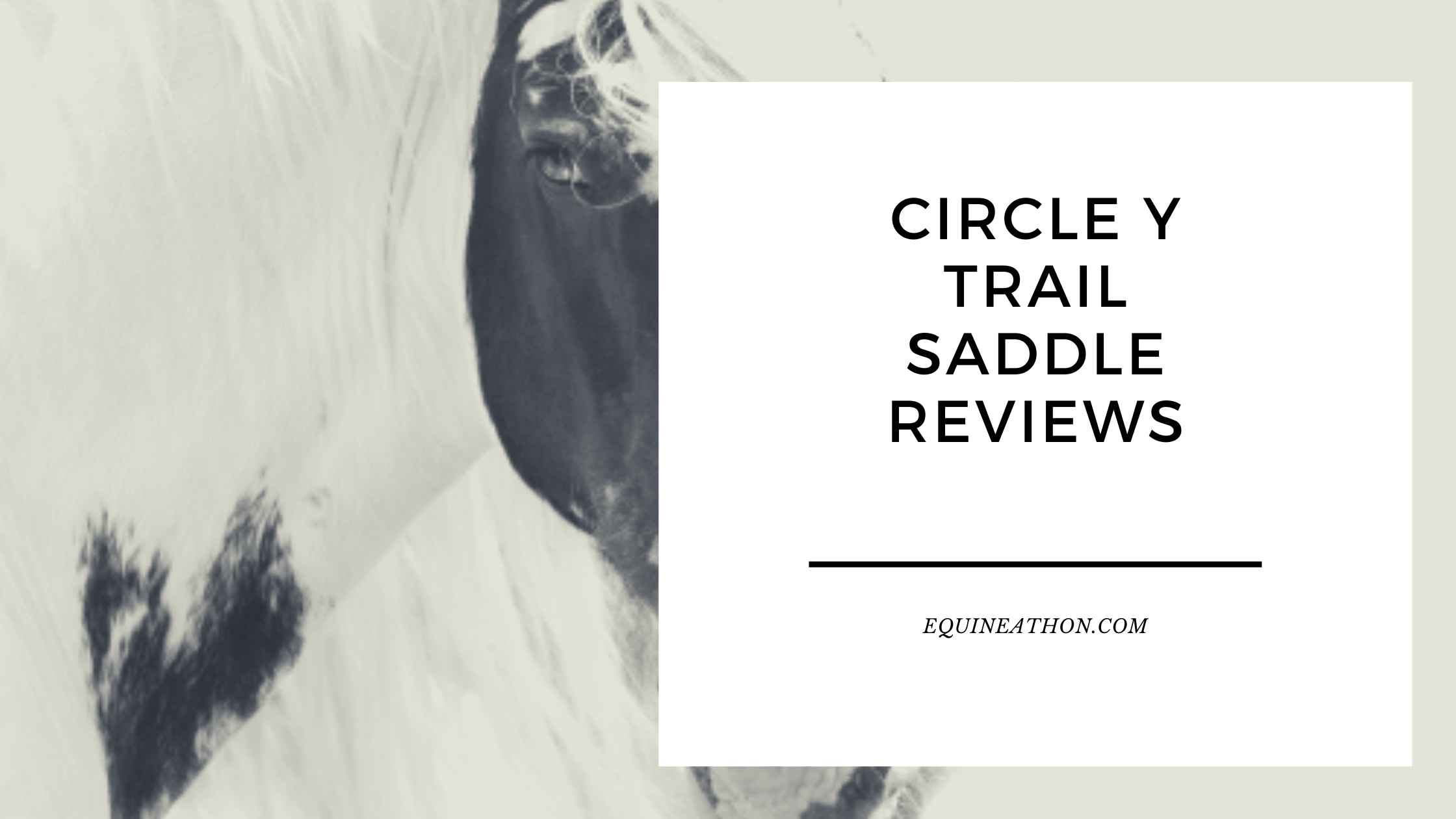 Circle Y Trail Saddle Reviews