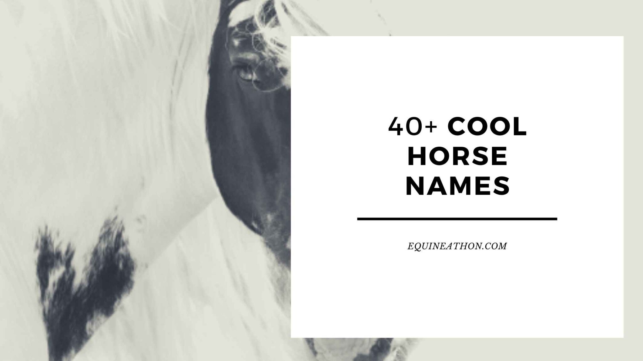 [30] Cool Horse Names – Male, Females, Mares, Movies, MineCraft