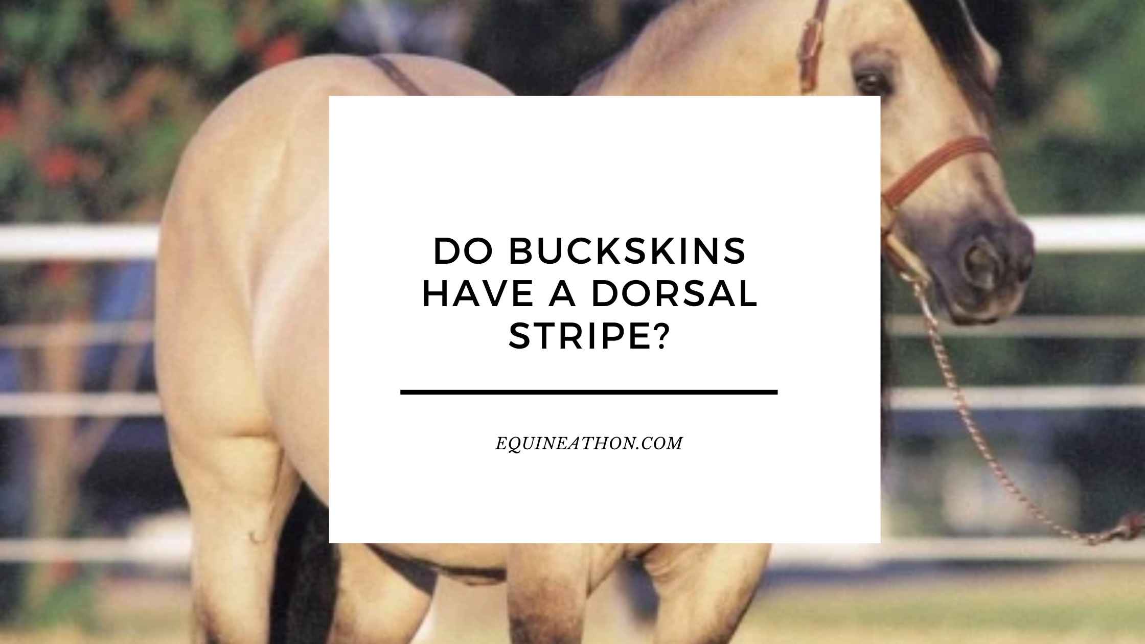 Do Buckskins Have a Dorsal Stripe