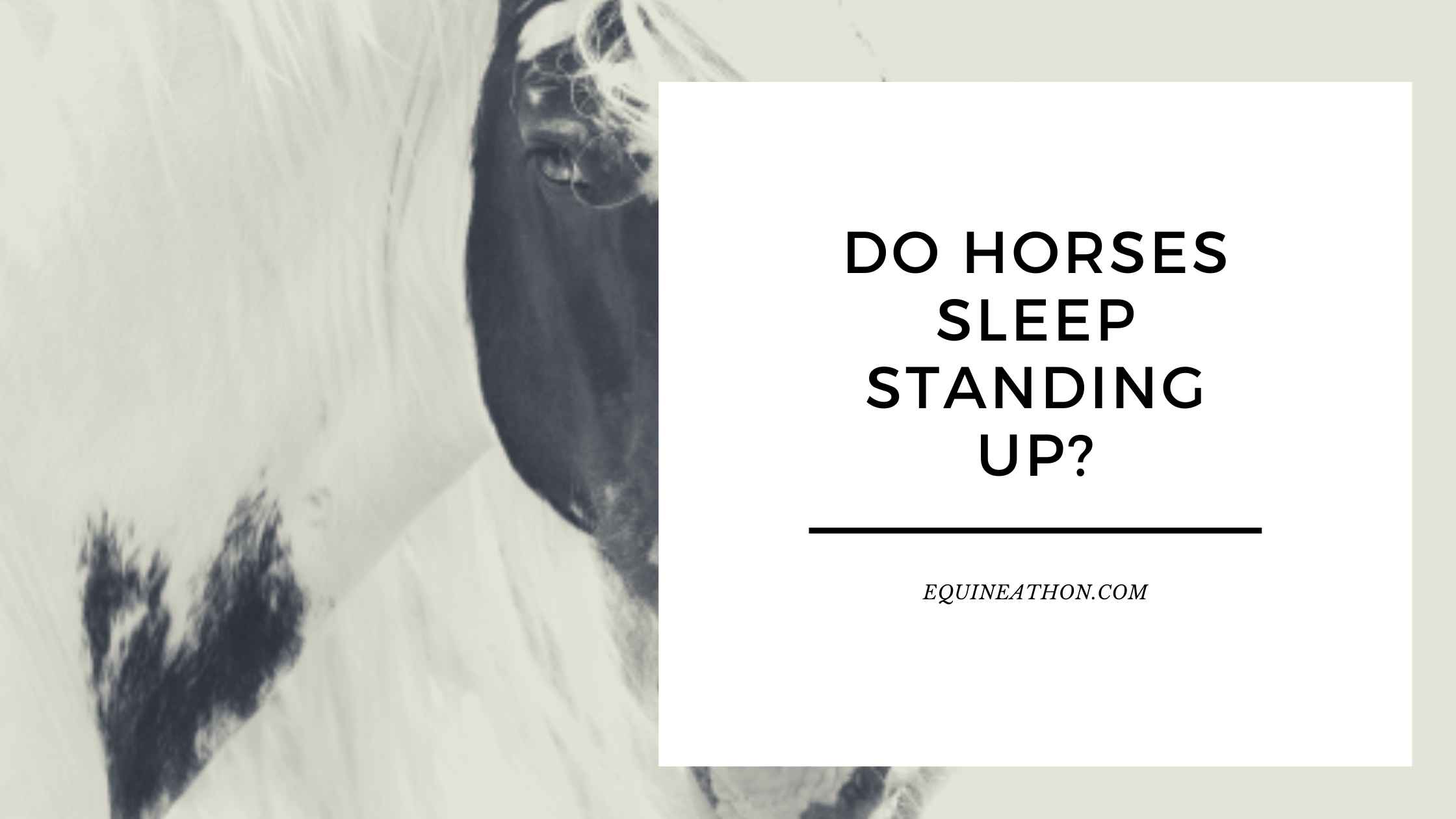 Do Horses Sleep Standing Up