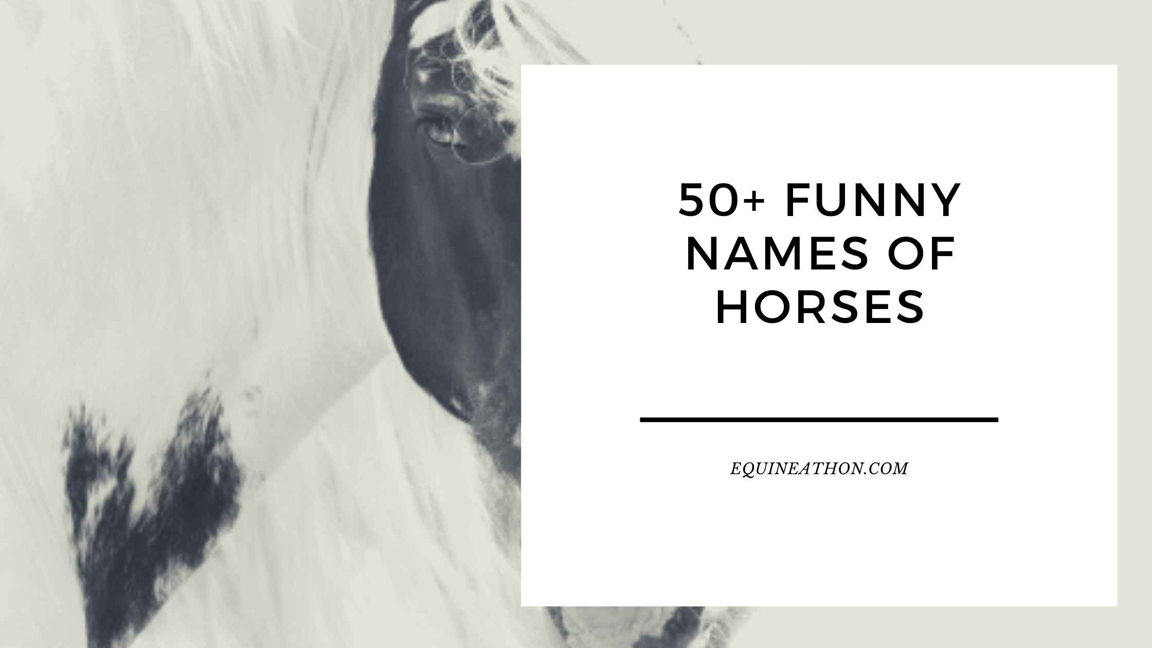 Funny Names of Horses