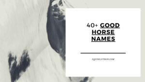 Good Horse Names