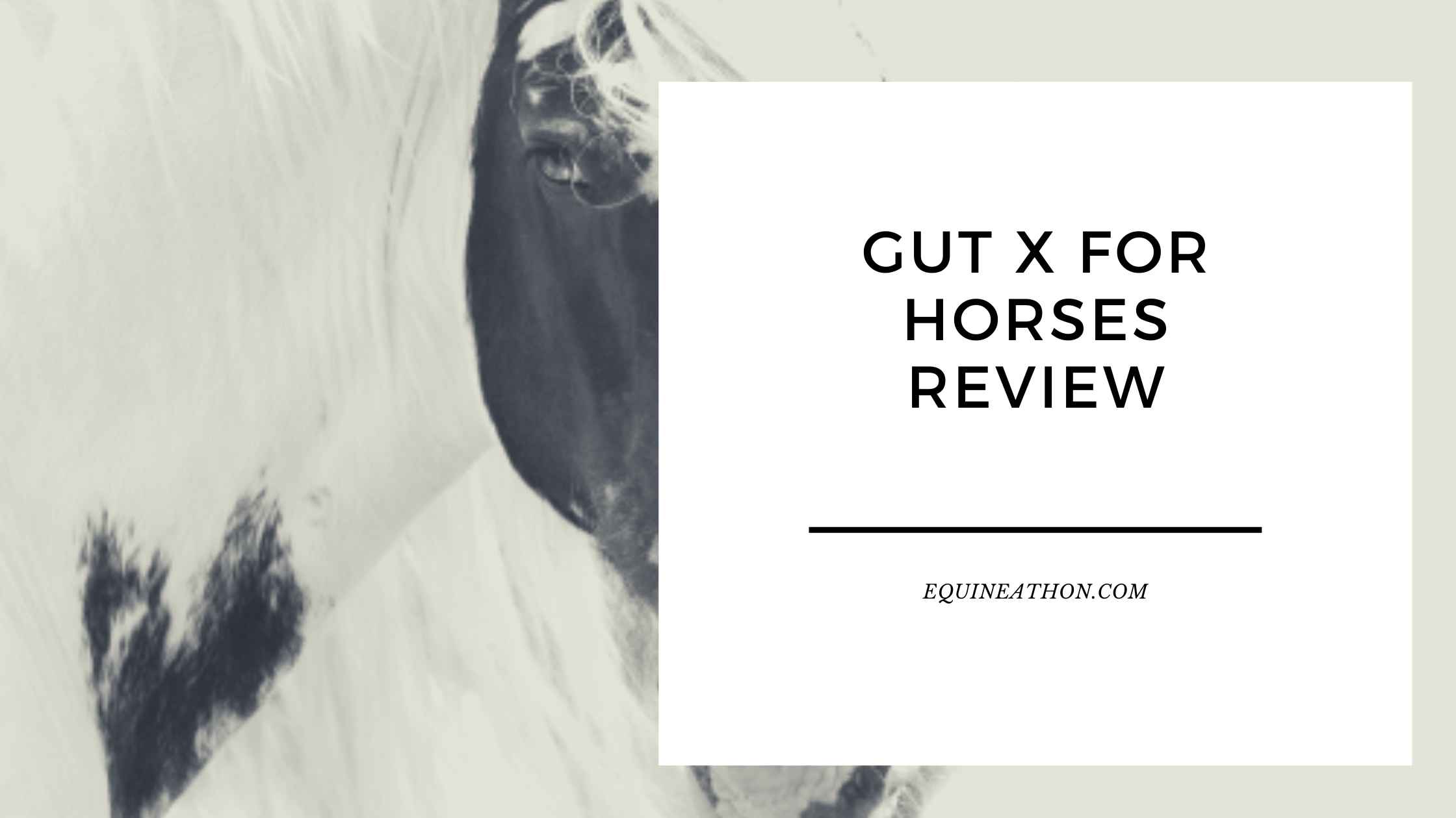 Gut X for Horses Review