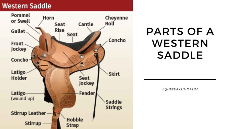 Parts of a Western Saddle