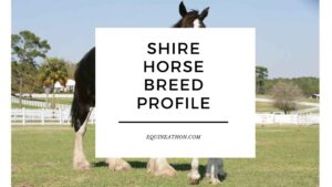 Shire Horse Breed Profile