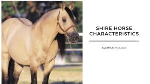 Shire Horse Characteristics