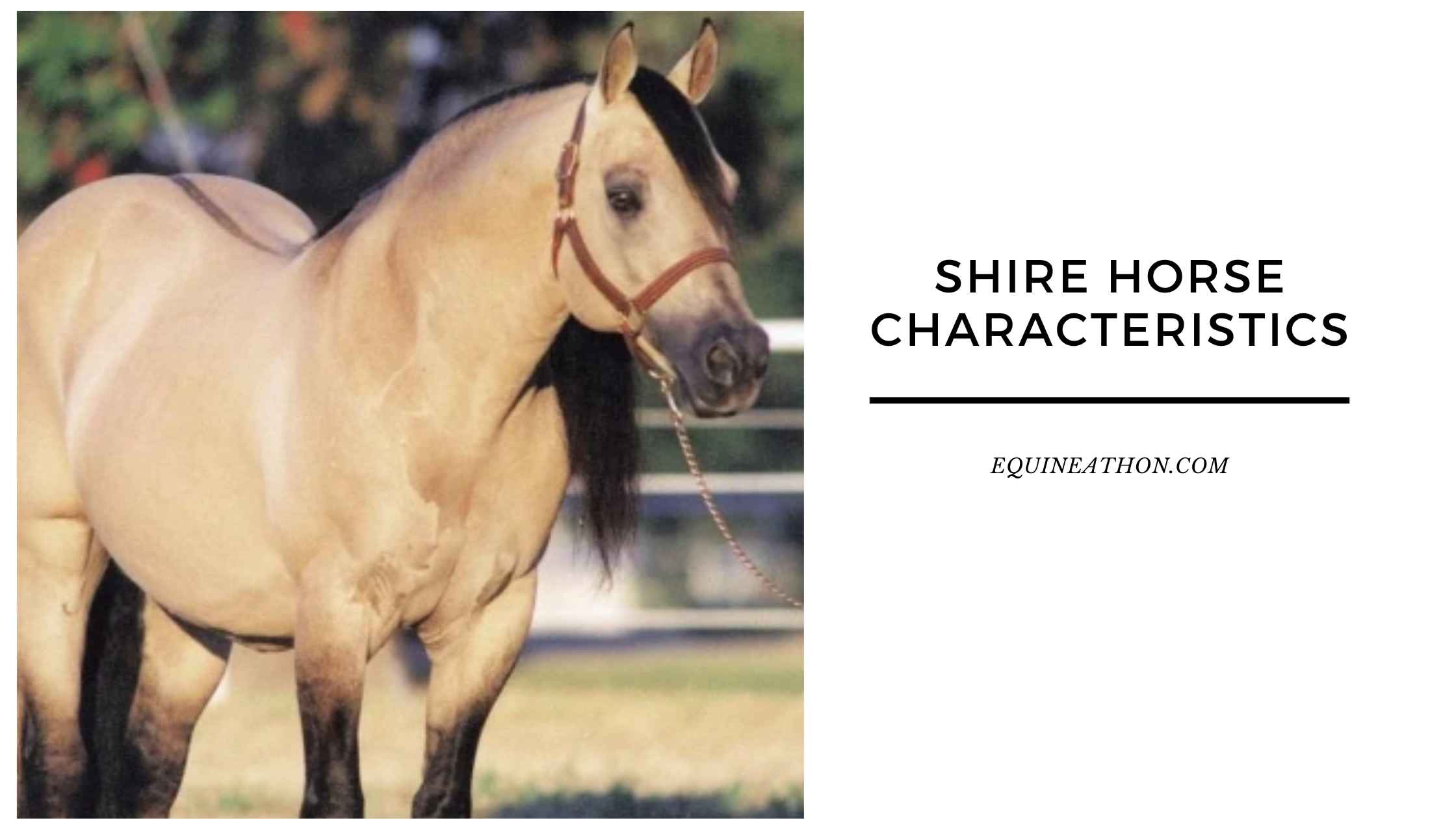 Shire Horse Characteristics